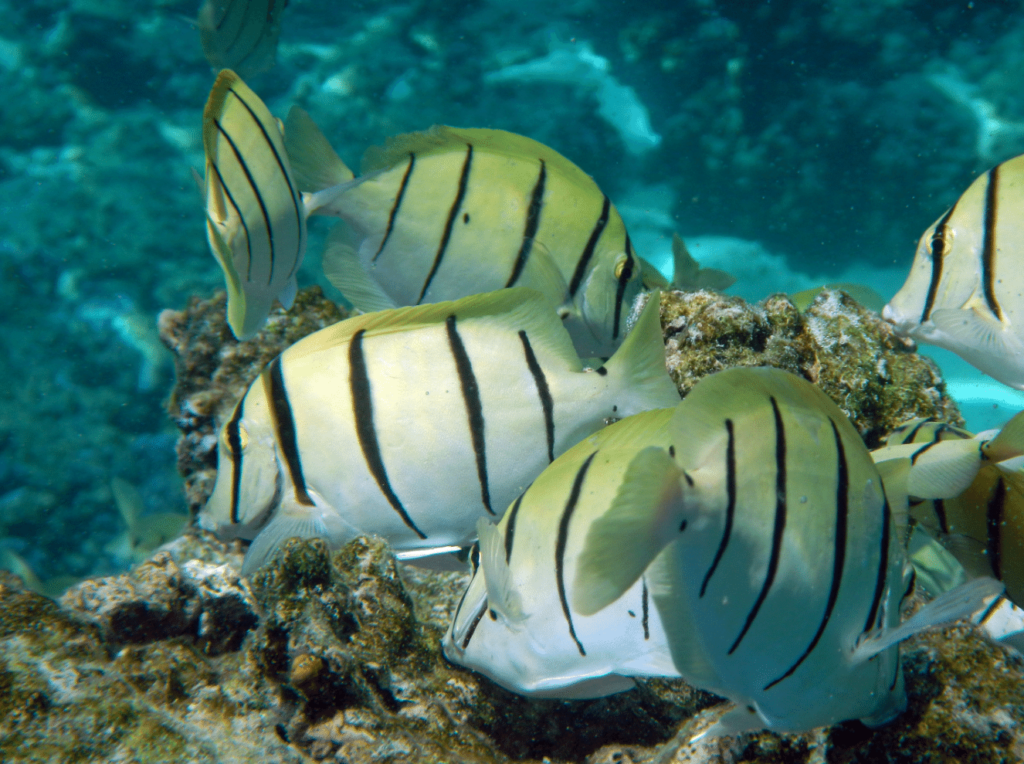 convict tang