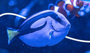 Blue Hippo Tang Swimming 