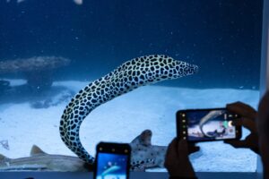 Honeycomb Moray Eel