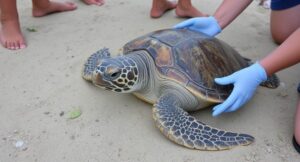 sea turtle rehabilitation