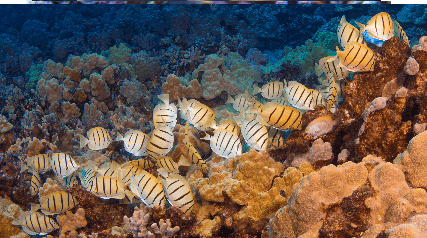 The Convict Tang: An Underwater Striped Marvel