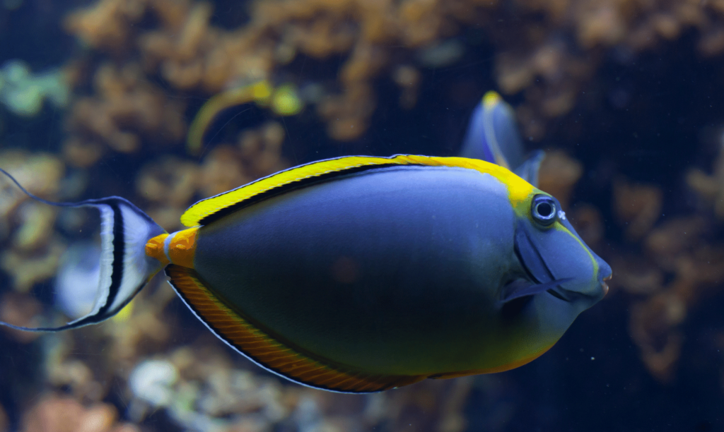 gold rim tang