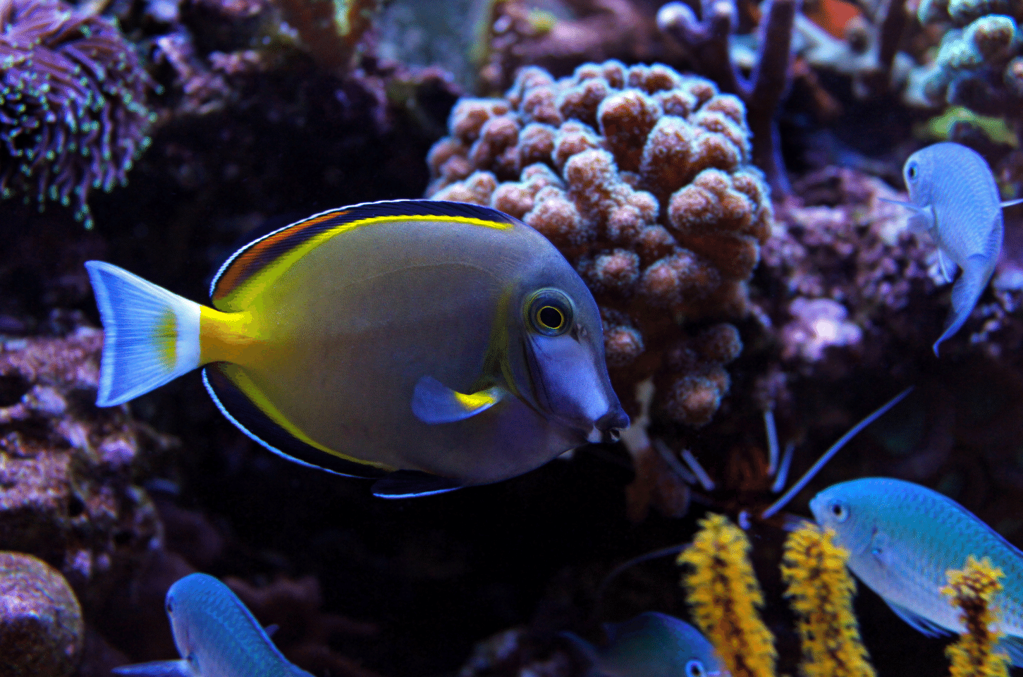 gold rim tang