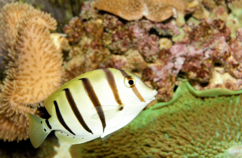 convict tang