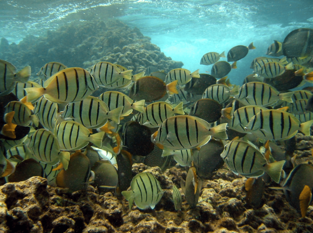 convict tang