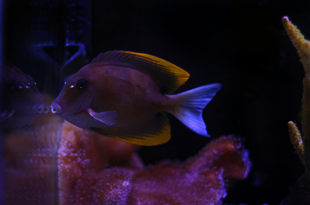 gold rim tang