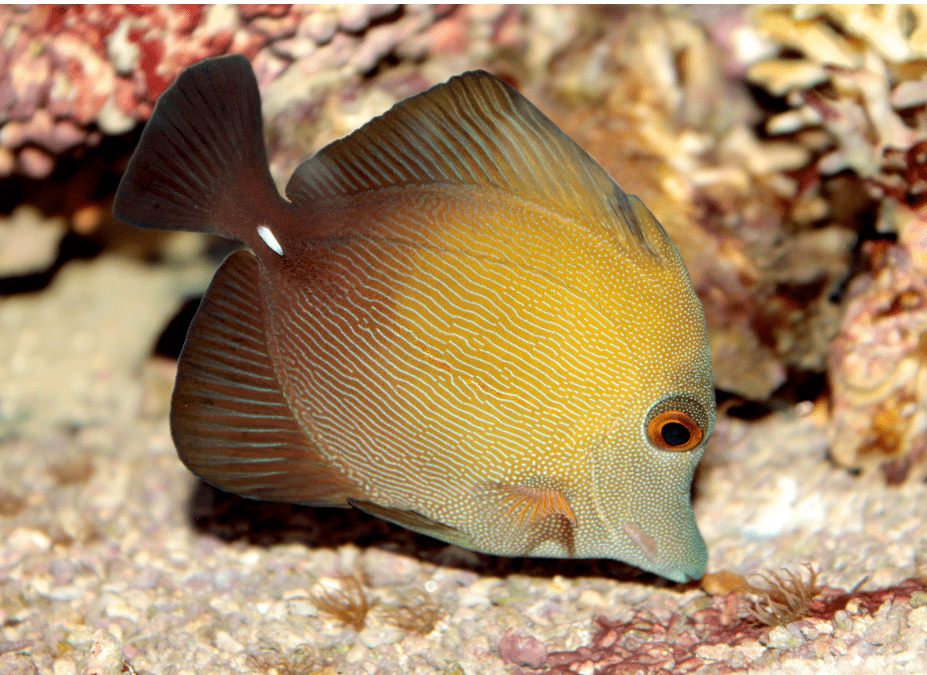 The Lifespan and Growth Patterns of Scopas Tang Fish