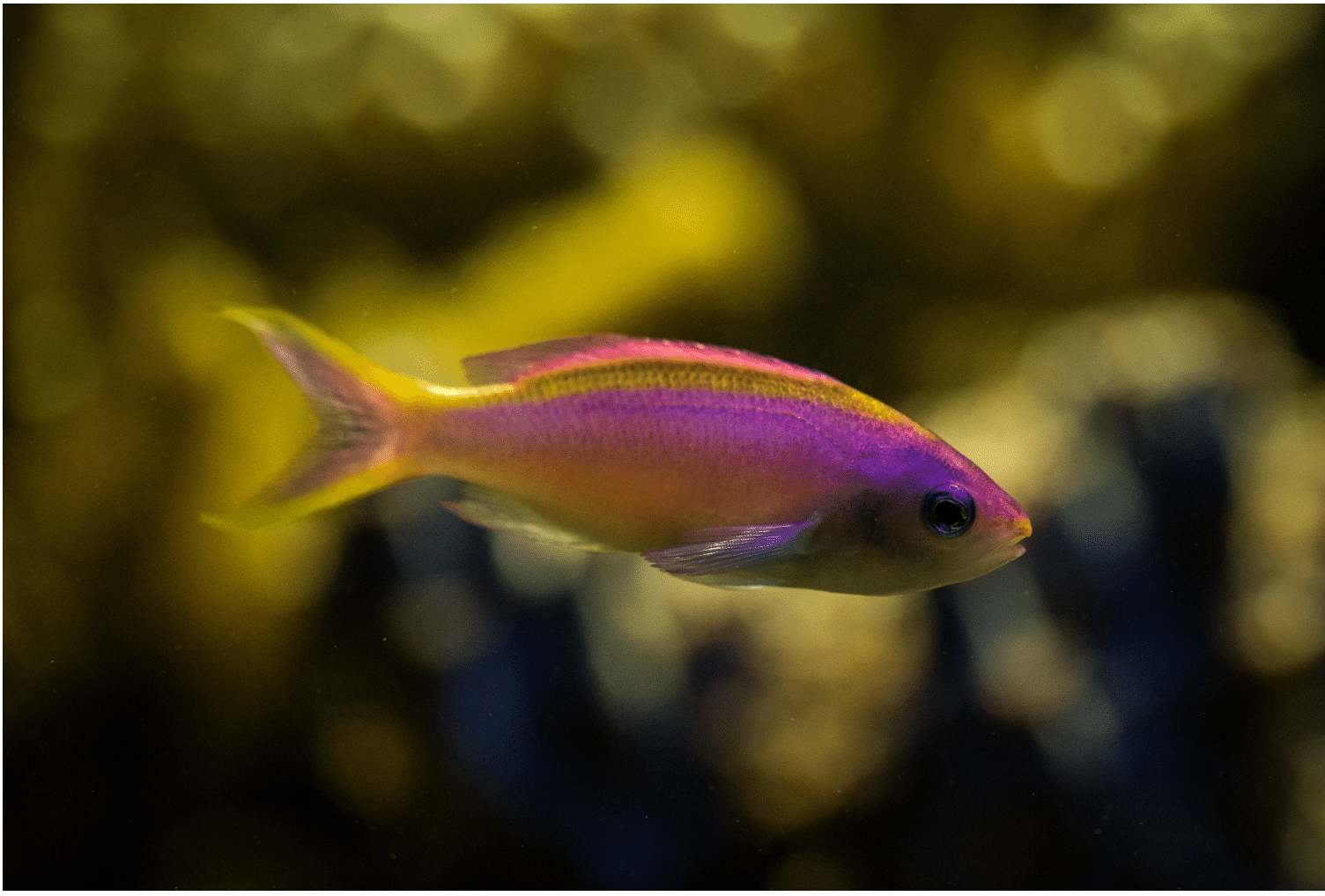 Purple queen anthias