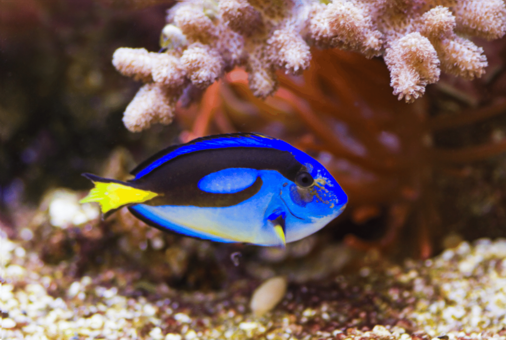 blue hippo tang