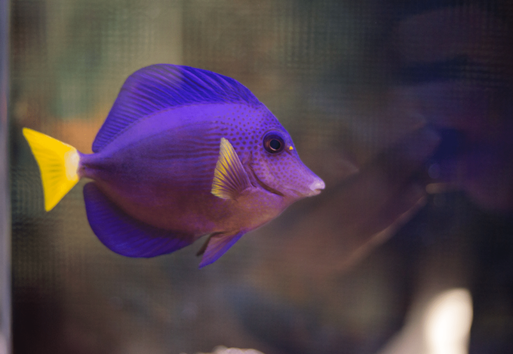 purple tang