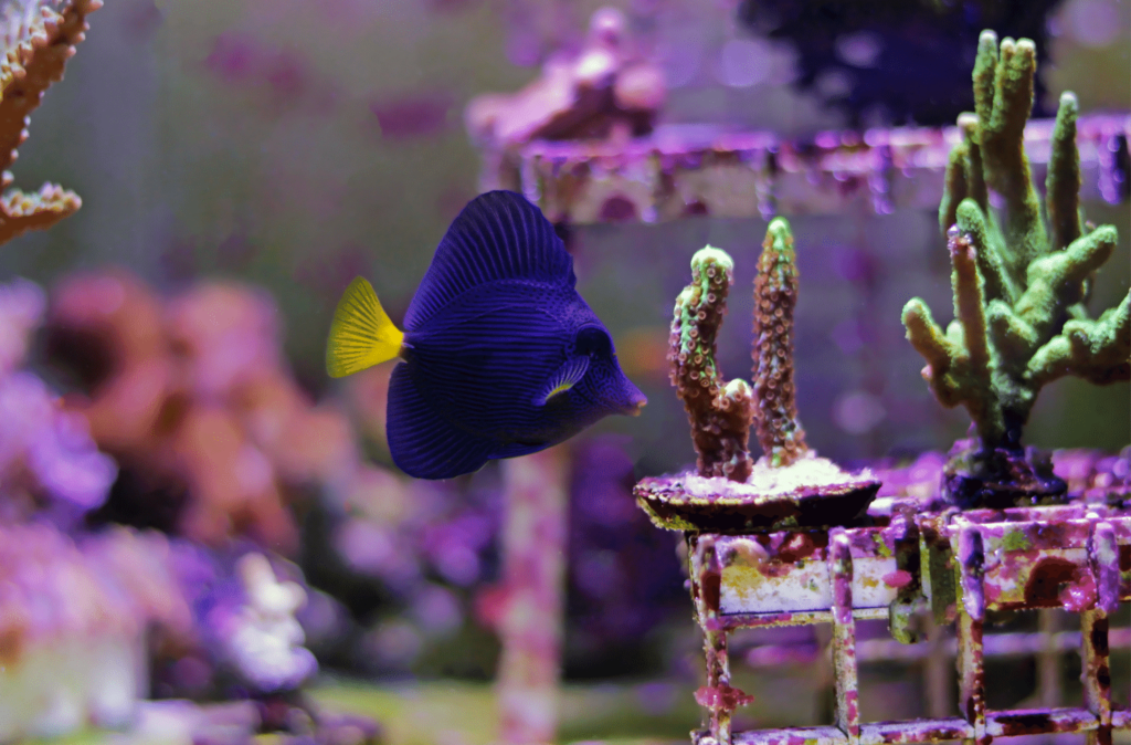 purple tang