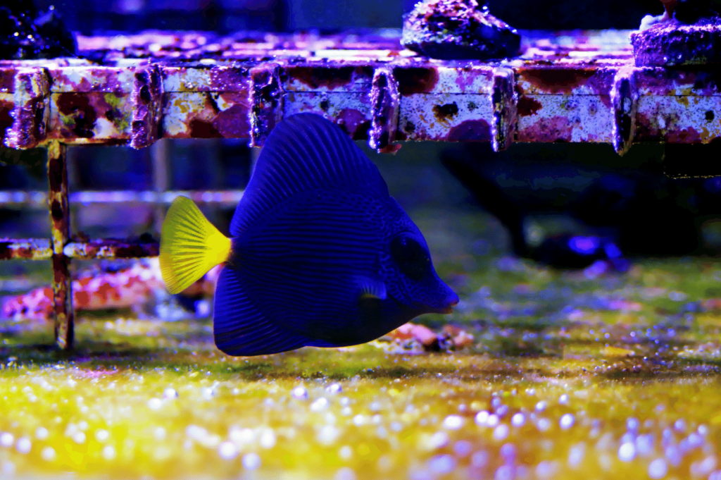 purple tang