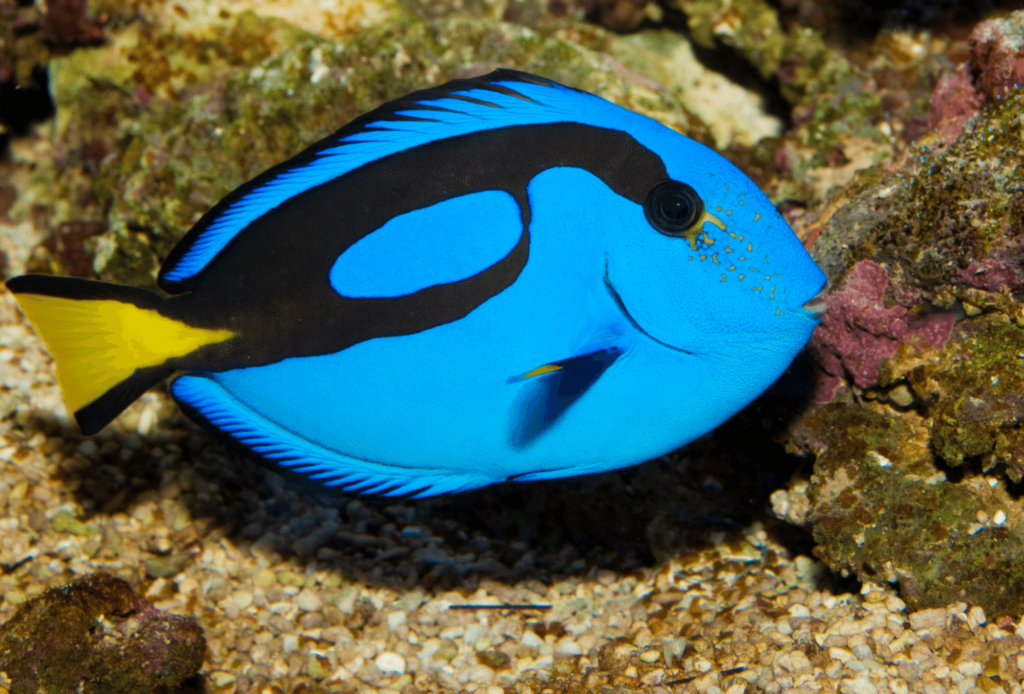 blue hippo tang