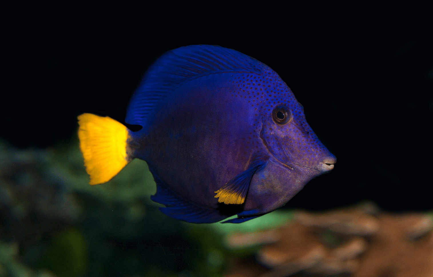 purple tang