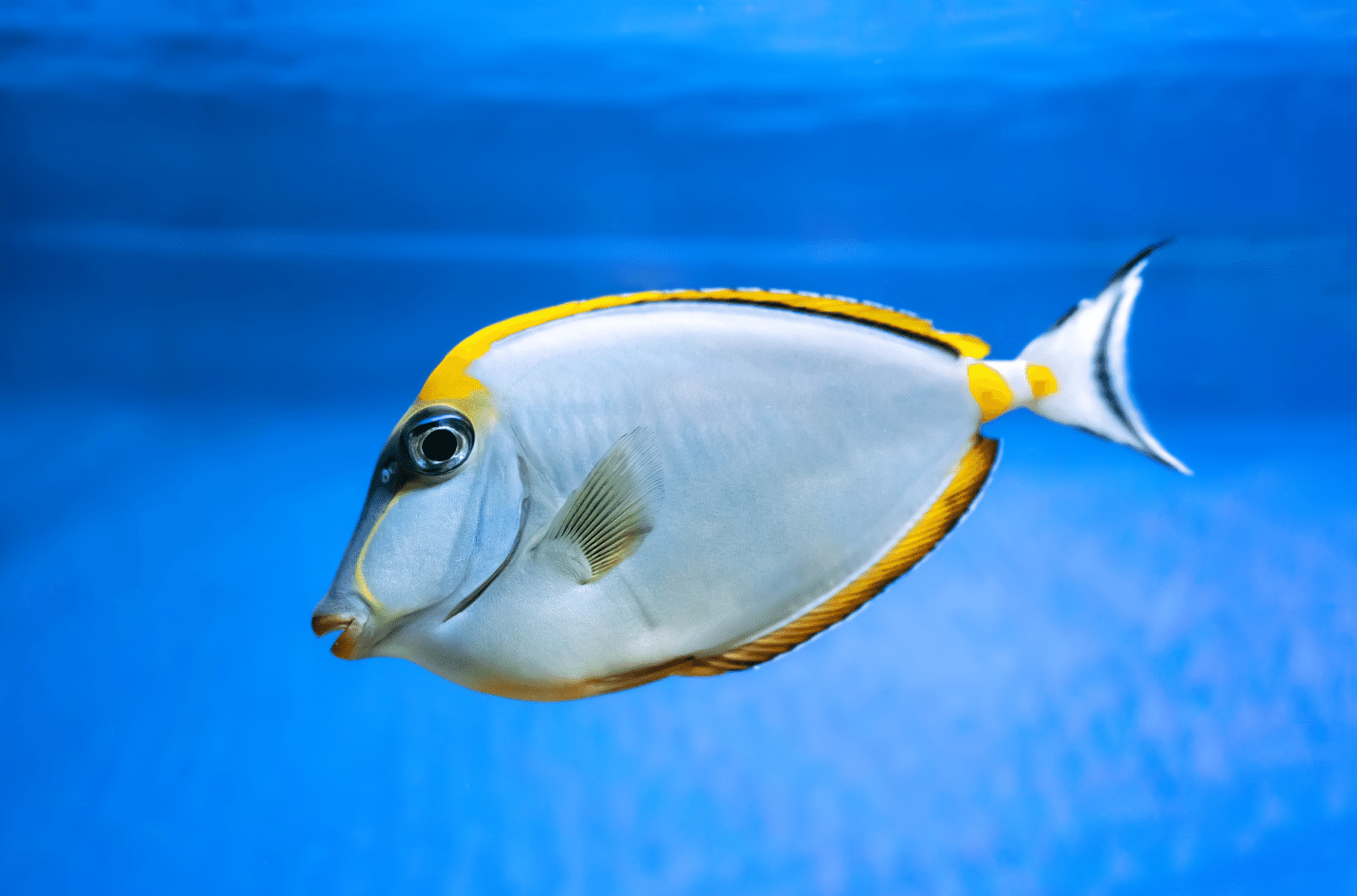 Feeding Your Blonde Naso Tang: Diet Tips and Tricks