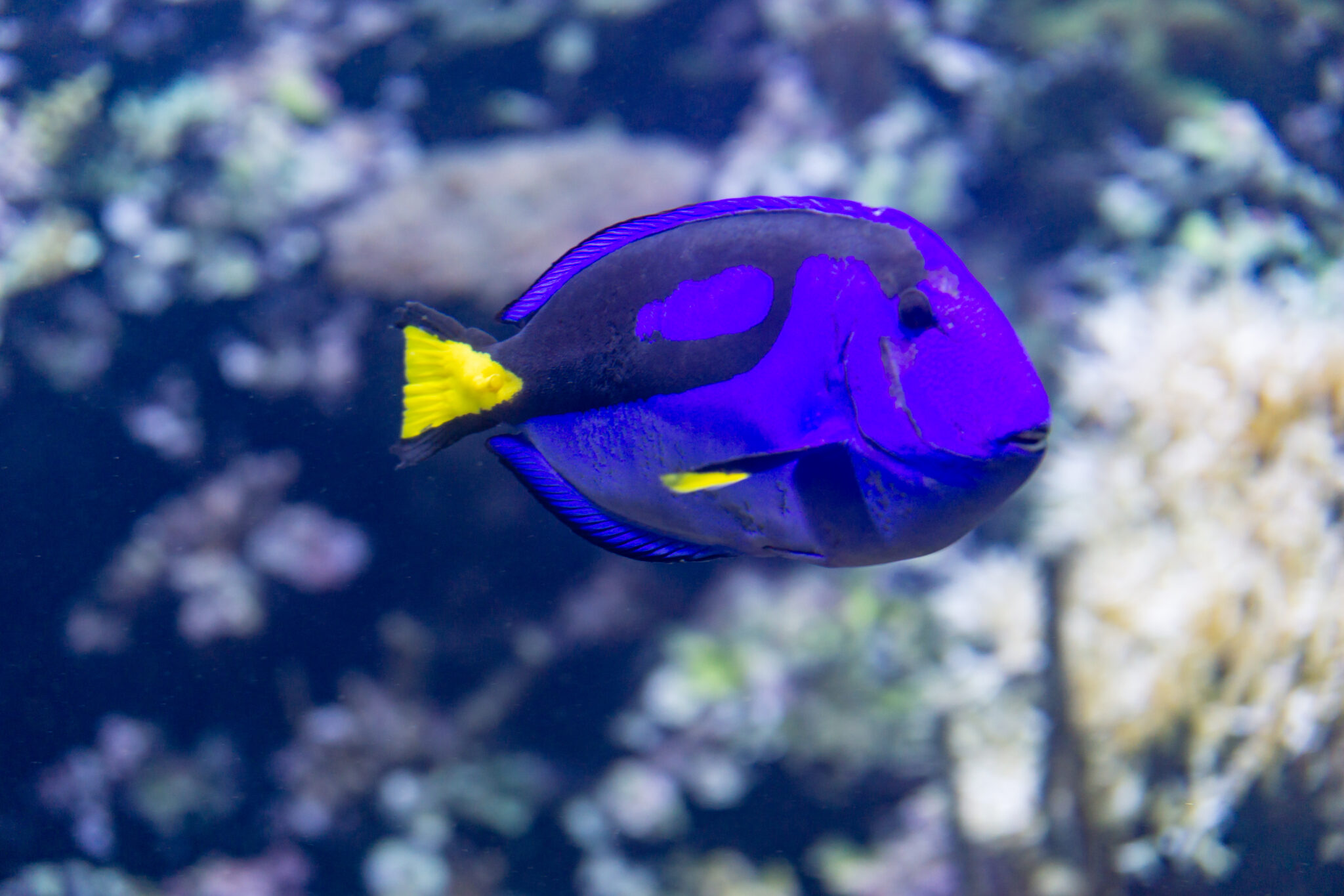 A Beginner's Guide to Blue Hippo Tang: From Selection to Daily Care ...