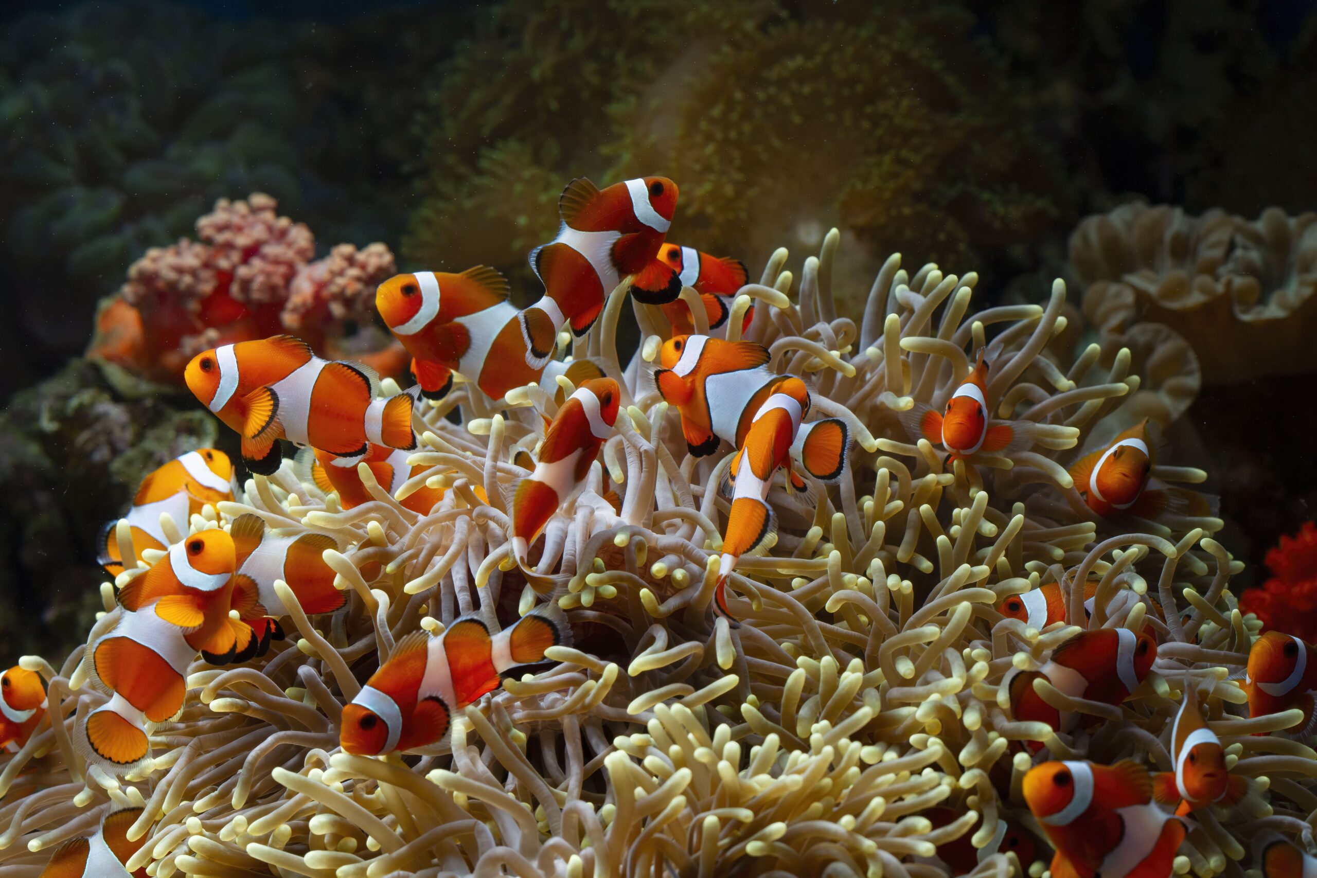 How to Spot a Healthy Ocellaris Clownfish When Buying