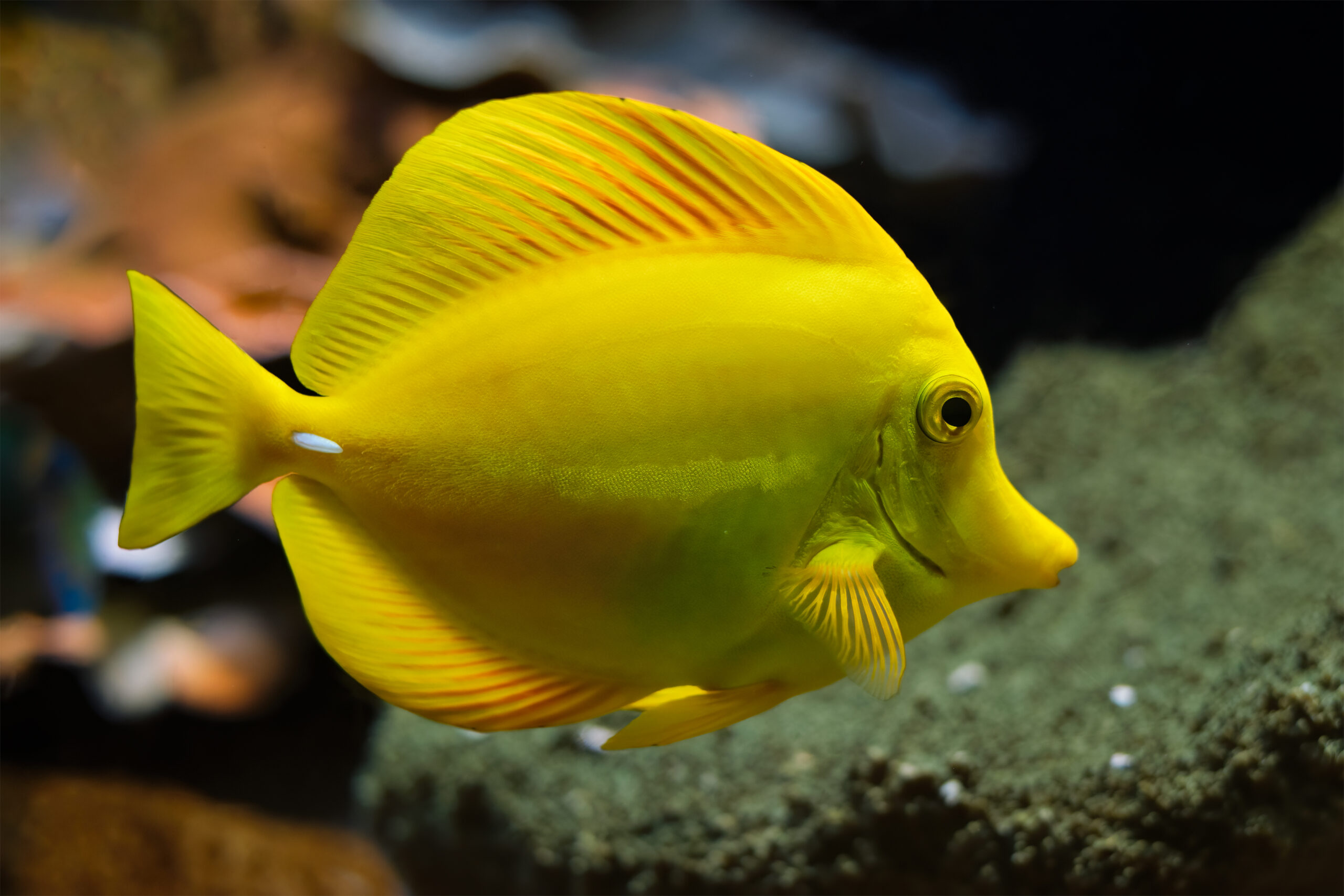 yellow tang