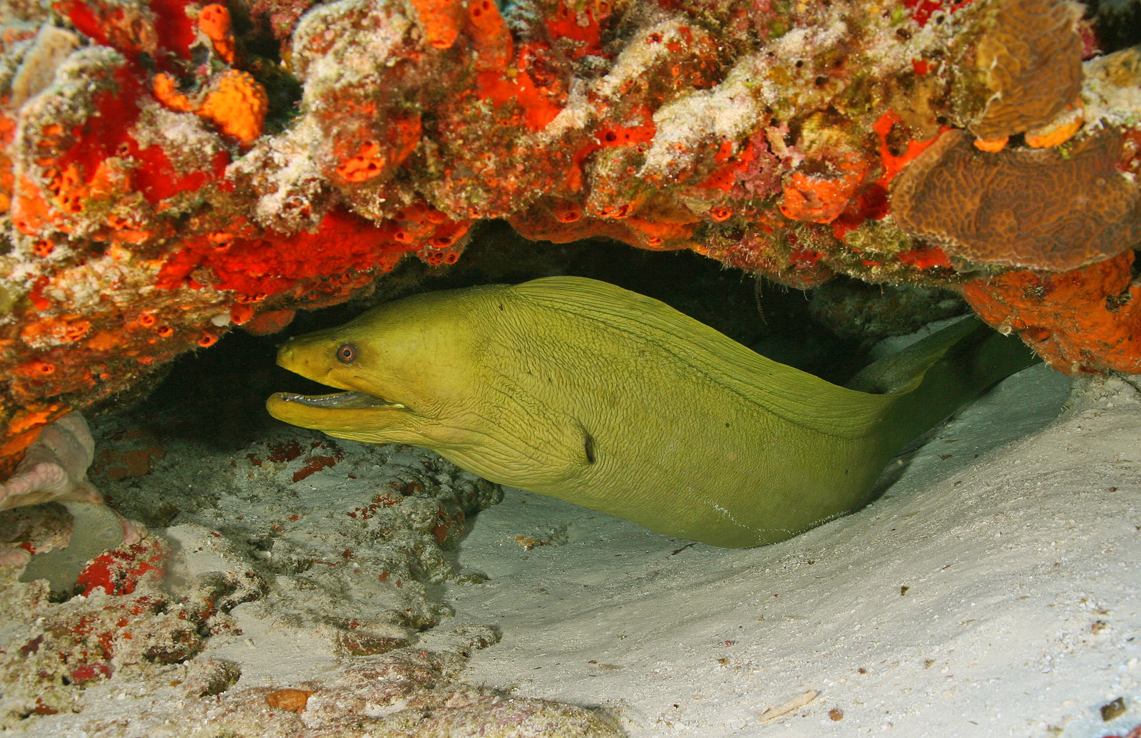 How to Safely Observe Green Moray Eel in the Wild