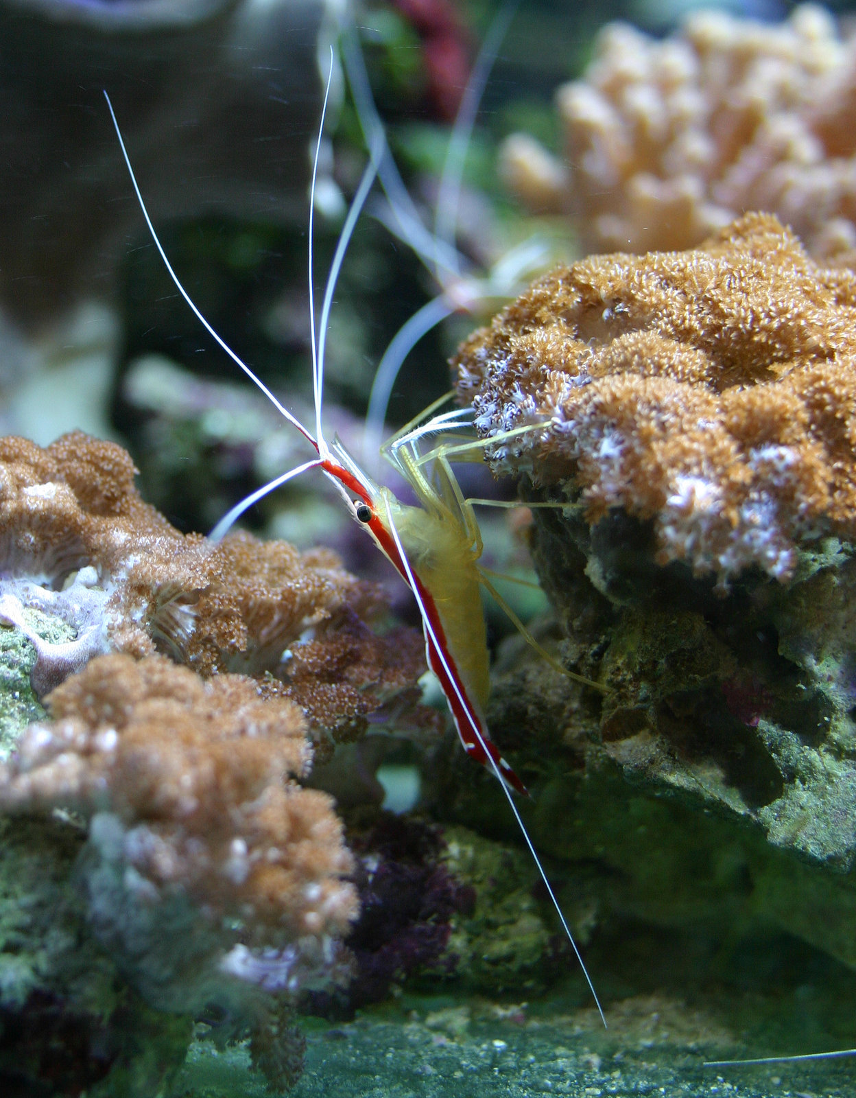 Scarlett Cleaner Shrimp