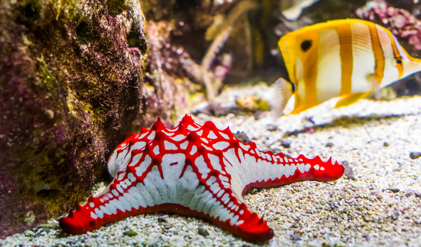 Red Sea Starfish