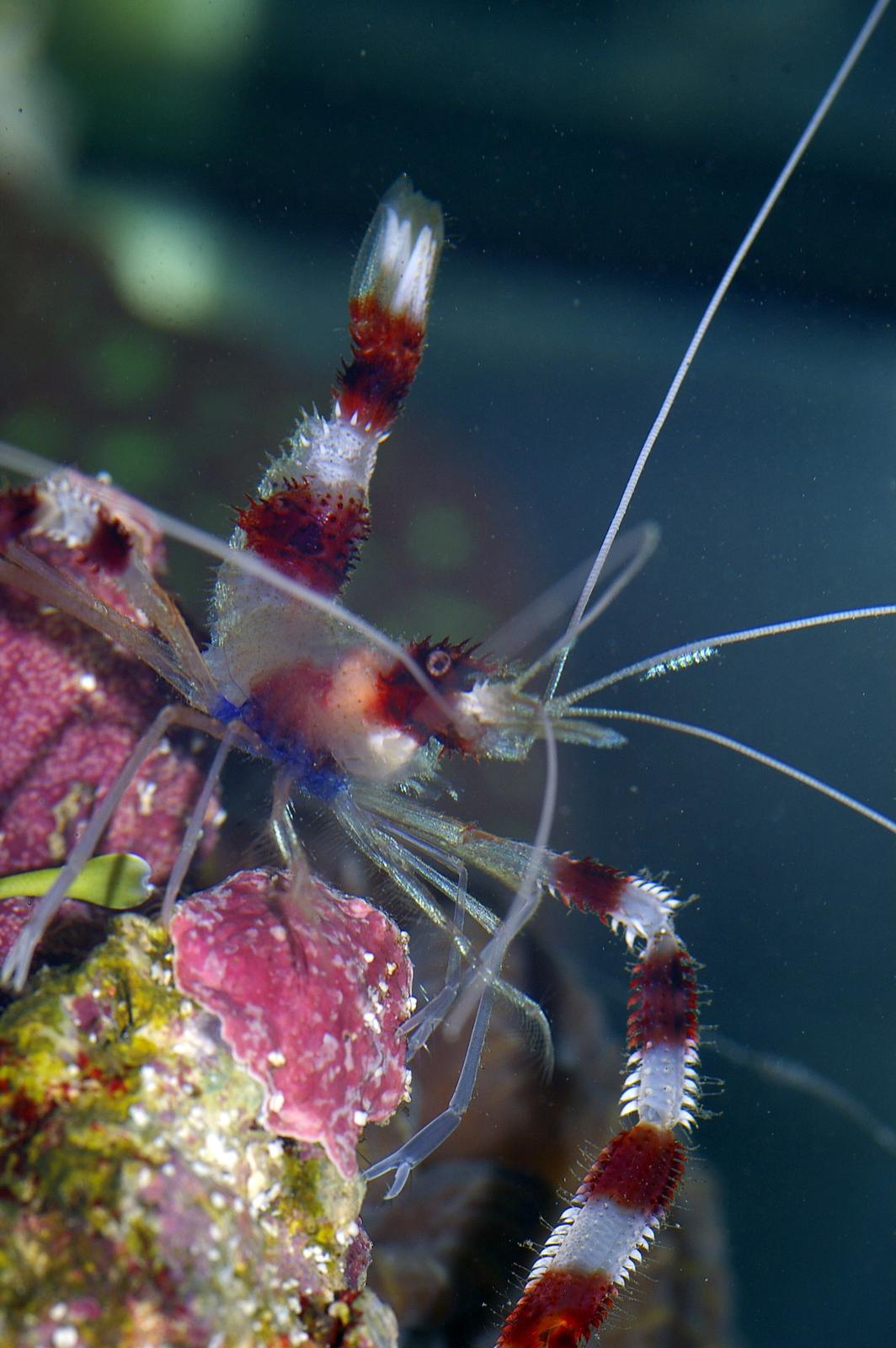 coral banded shrimp