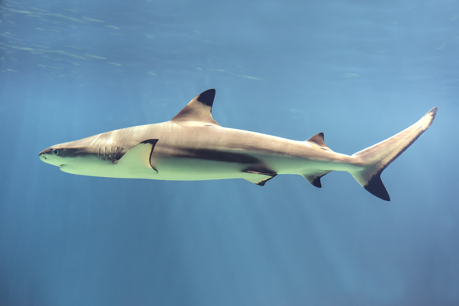 smooth hound sharks