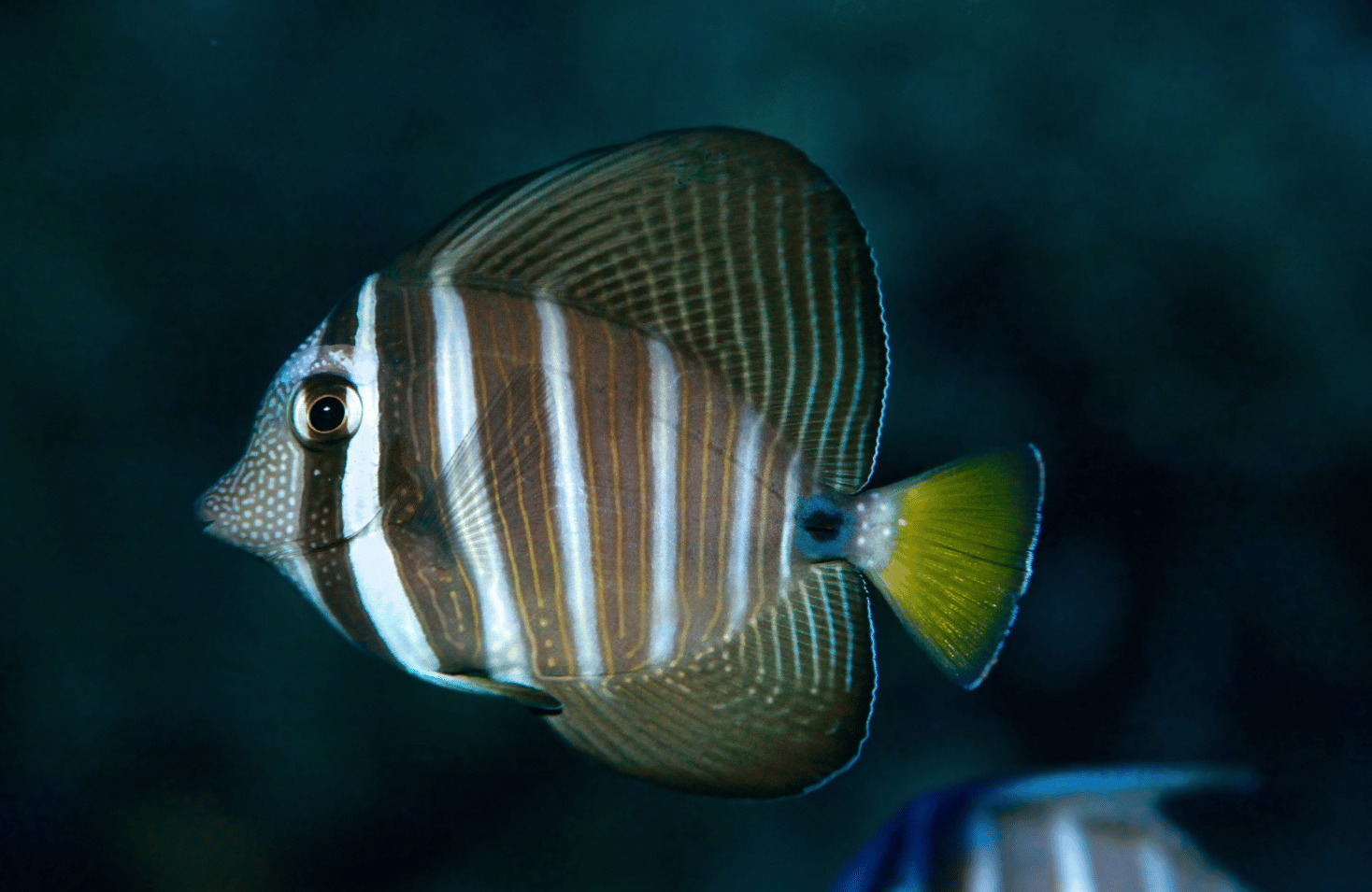 Sailfin Tang vs. Other Tang Species: A Comparative Guide