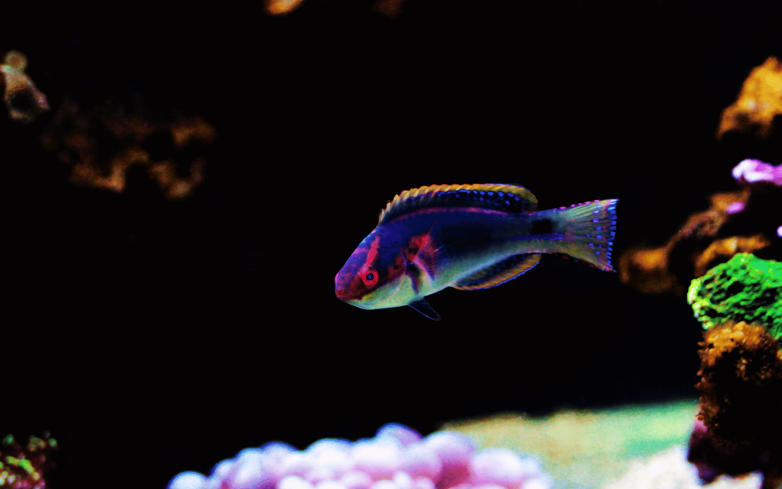 exquisite wrasse