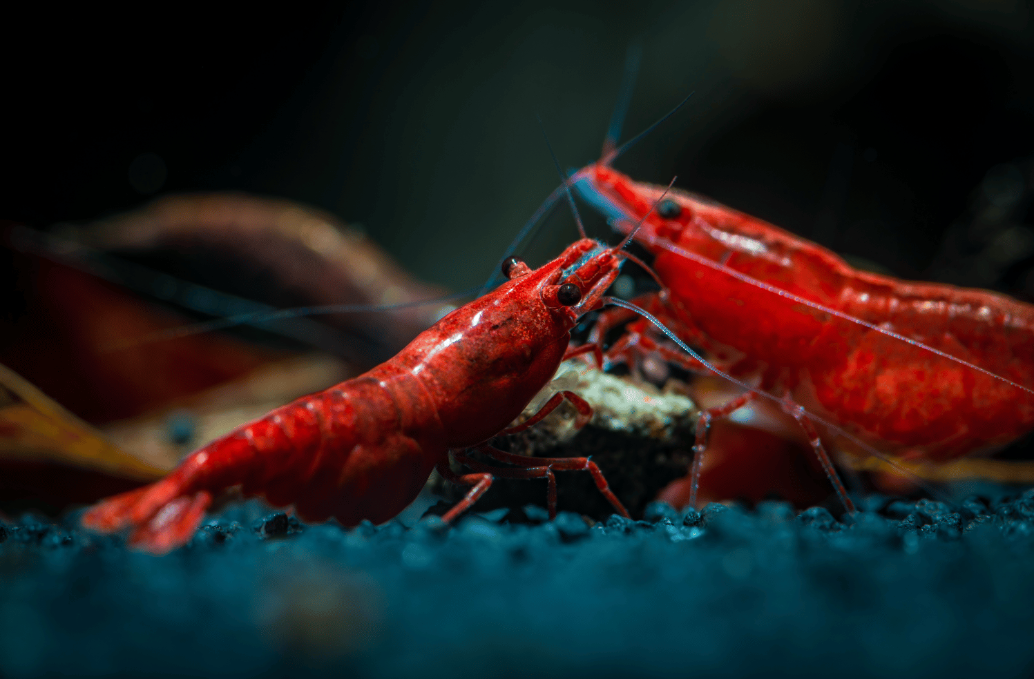 Life Cycle of Blood Shrimp: From Larvae to Adulthood