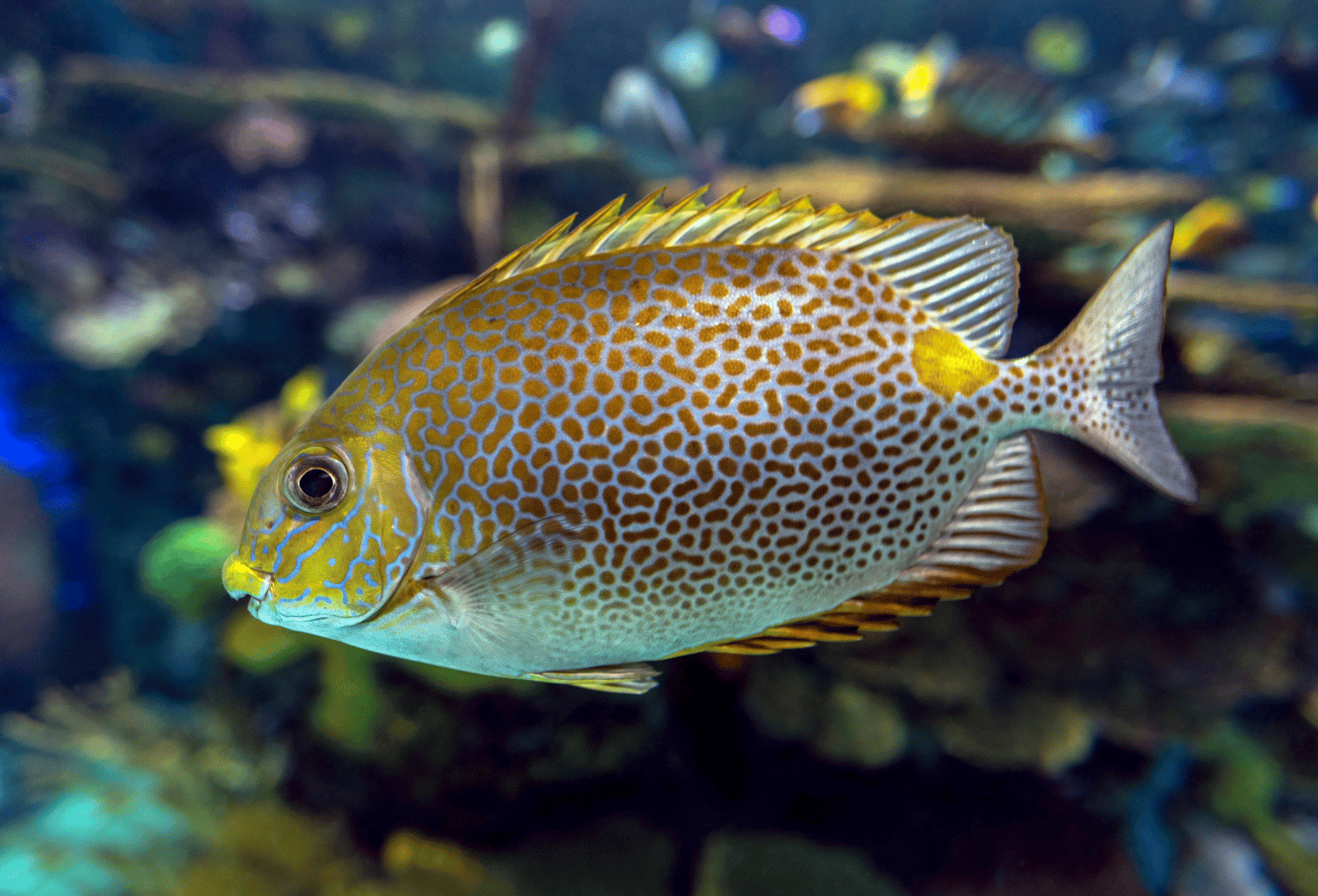 Understanding the Conservation of Yellow Blotched Rabbitfish