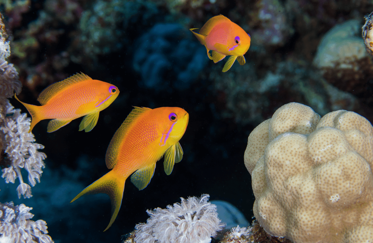 Female Lyretail Anthias