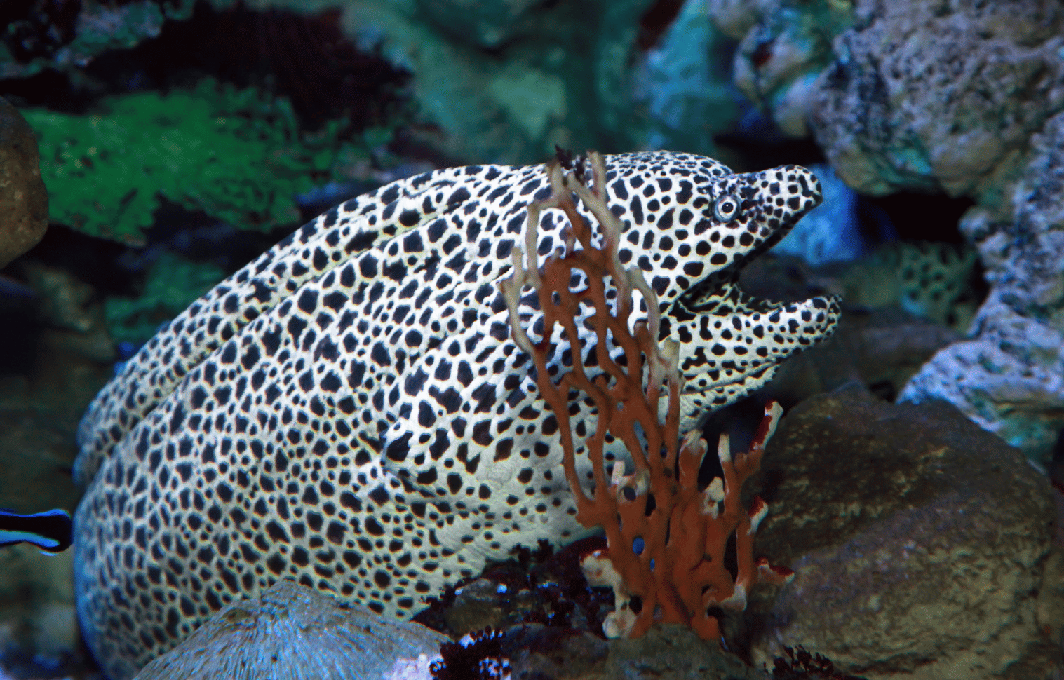 Tessalata Eel Compatibility: Choosing the Right Tank Mates for Your Eel