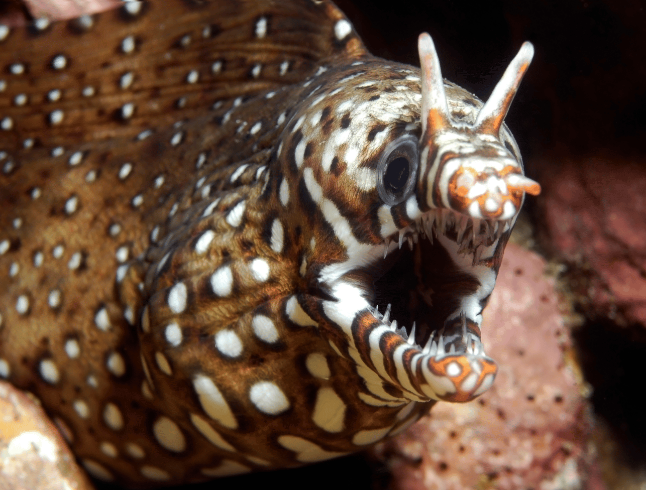 Japanese Dragon Eel