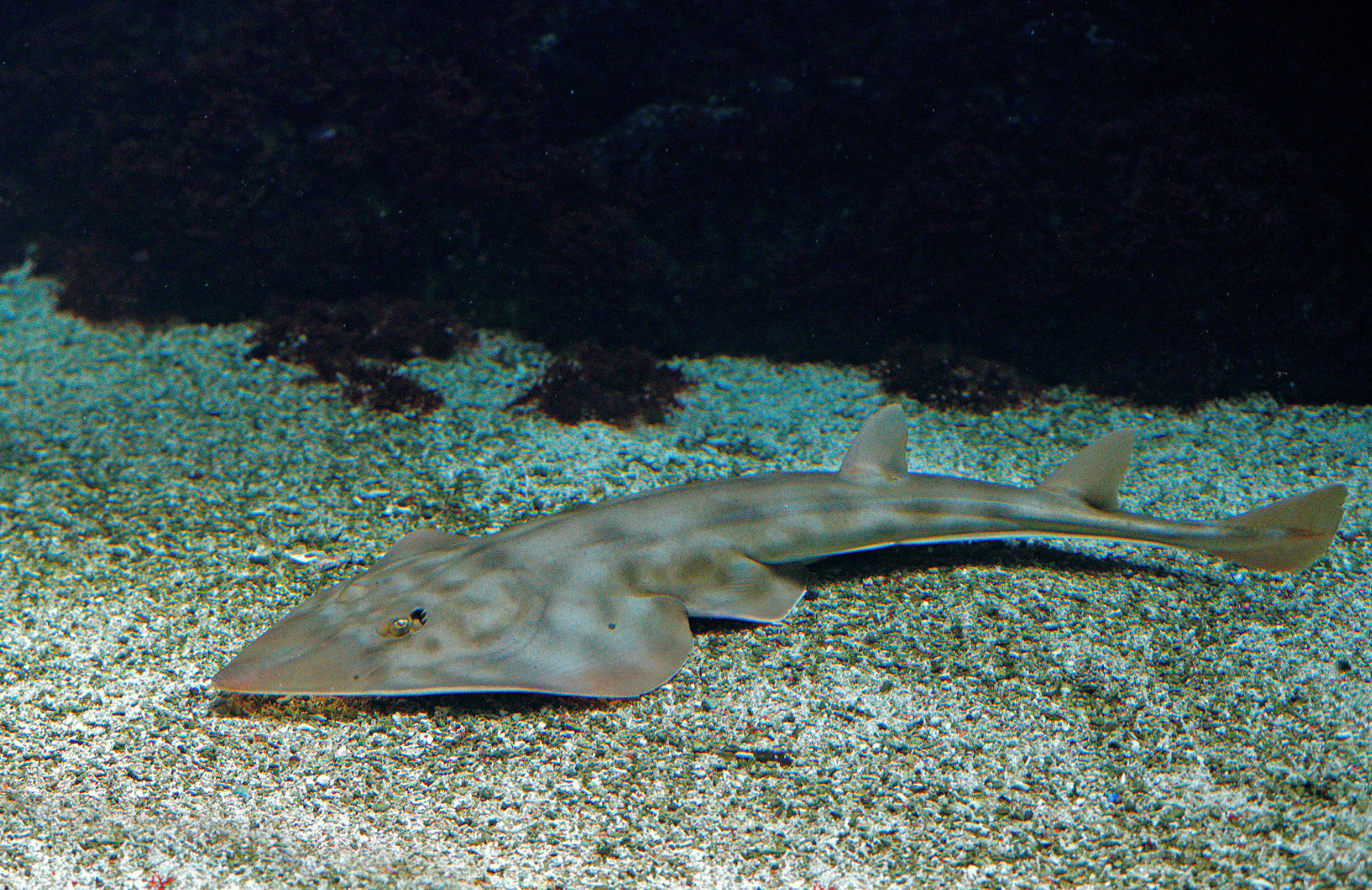 Discovering the Hidden Homes of Shovelnose Guitarfish