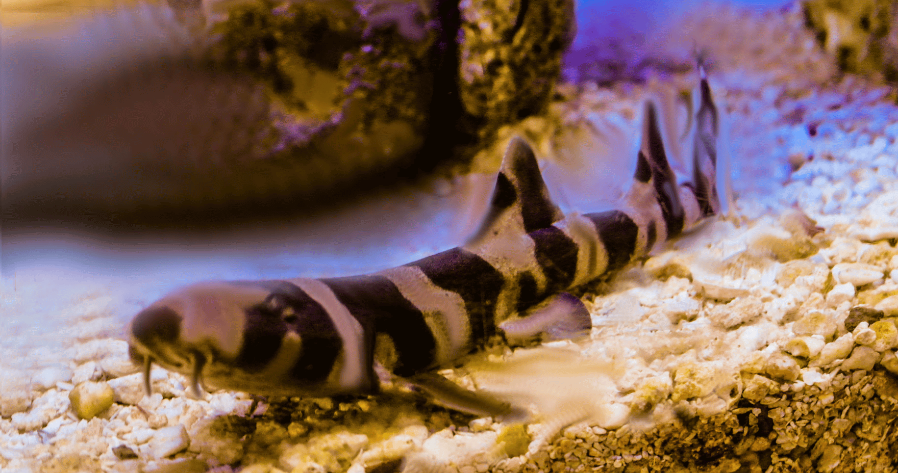 Brown Banded Bamboo Shark