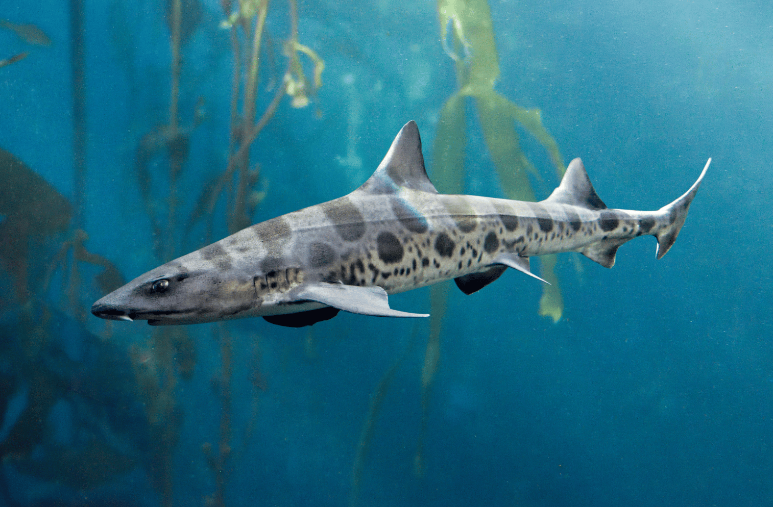 Sea Leopard Hound Sharks Unique Anatomy and Adaptations