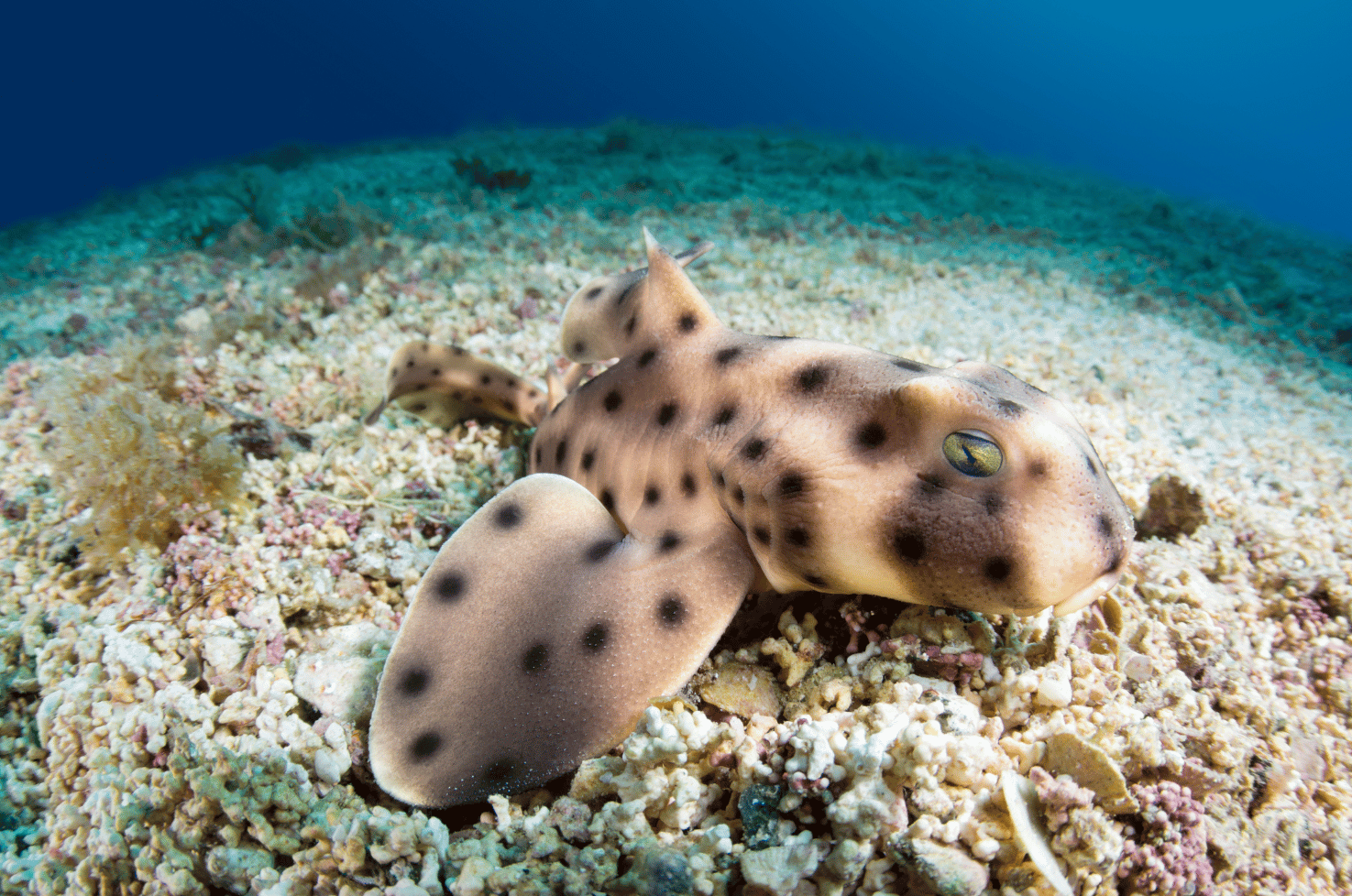 horned shark