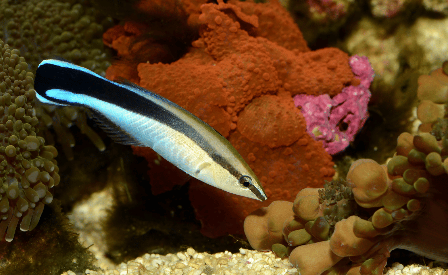 The Role of Cleaner Wrasse in Aquarium Maintenance