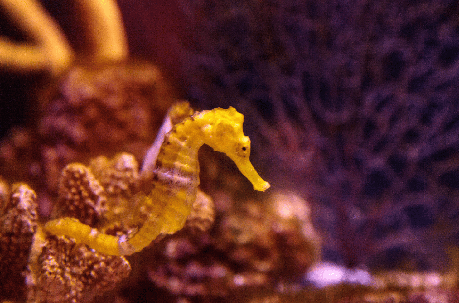 How to Spot Stress in Your Lined Seahorse