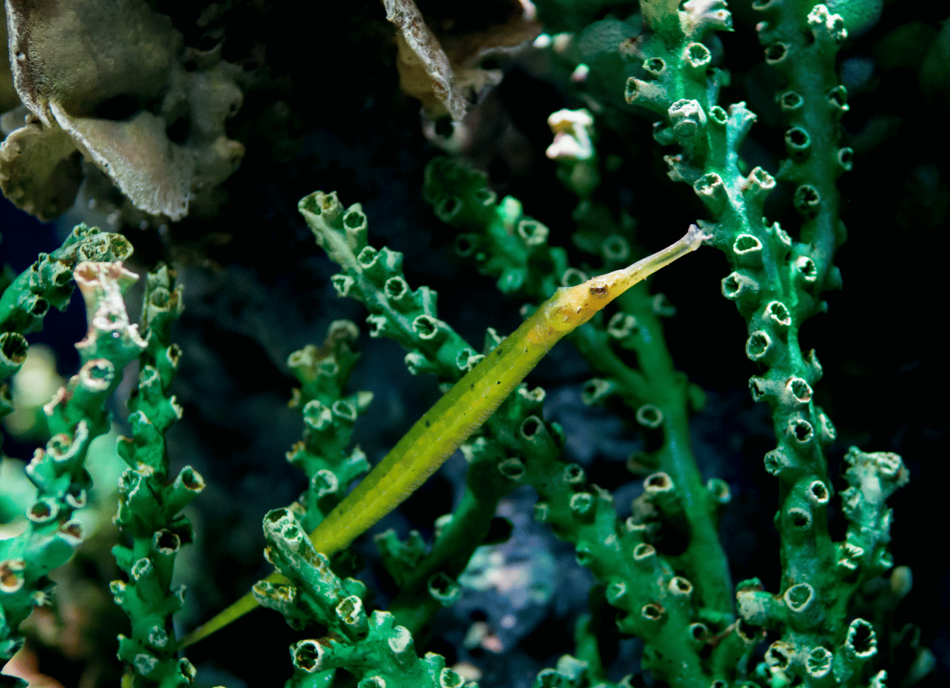 Alligator Pipefish: Masters of Camouflage in the Seagrass Beds