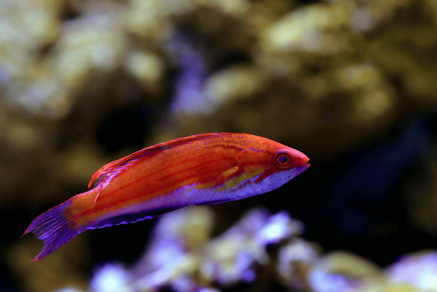 Choosing Tank Mates for Your Carpenter Fairy Wrasse