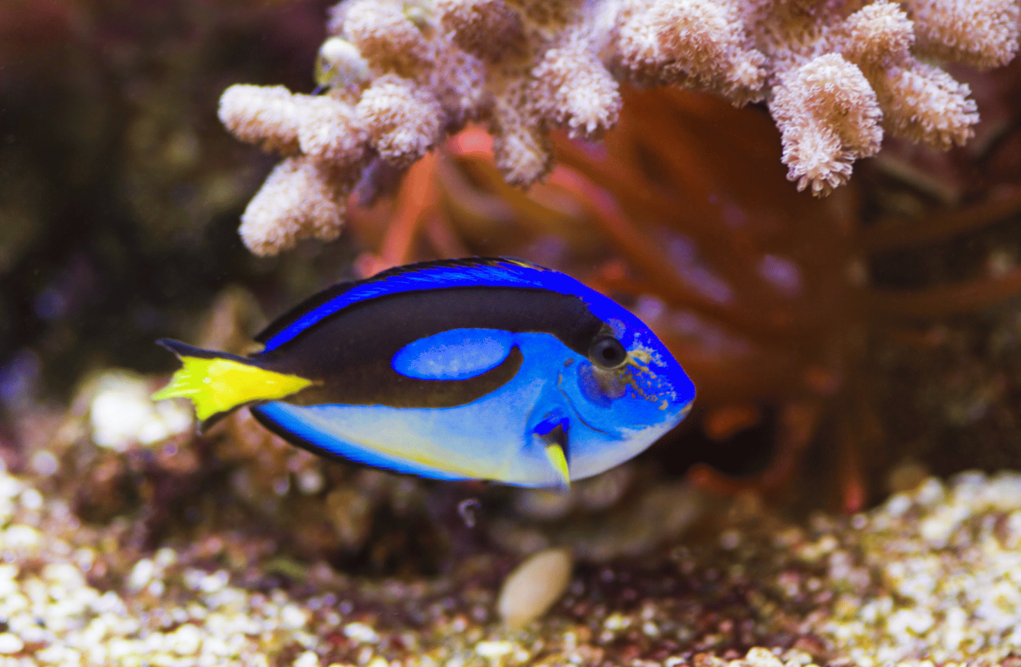 feeding blue hippo tang