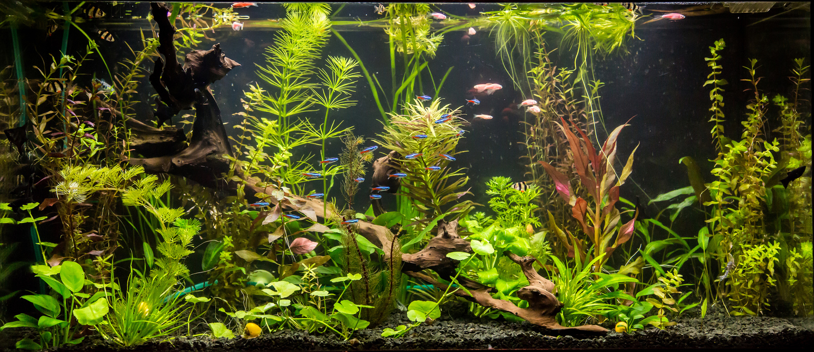 The Best Aquarium Plants for Low-Maintenance Tanks