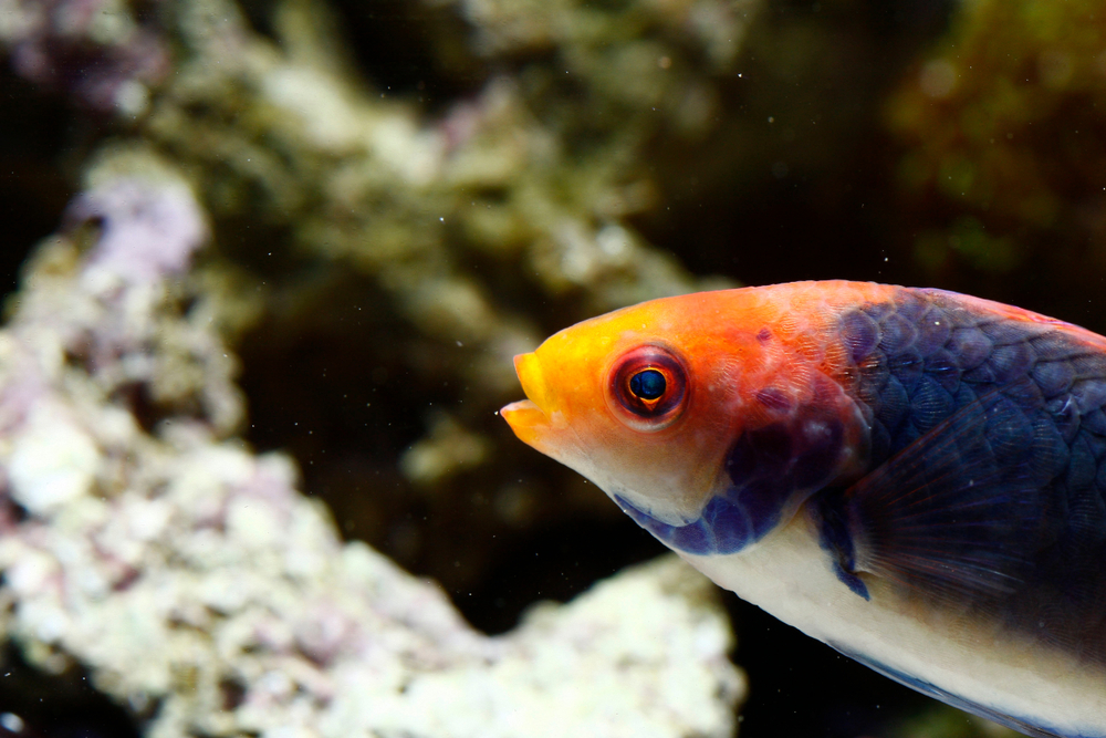 How to Handle Aggression in Solar Wrasse and Other Tank Inhabitants