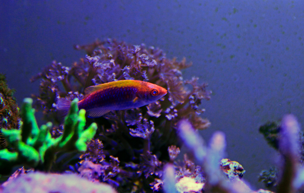 Lubbocks Fairy Wrasse