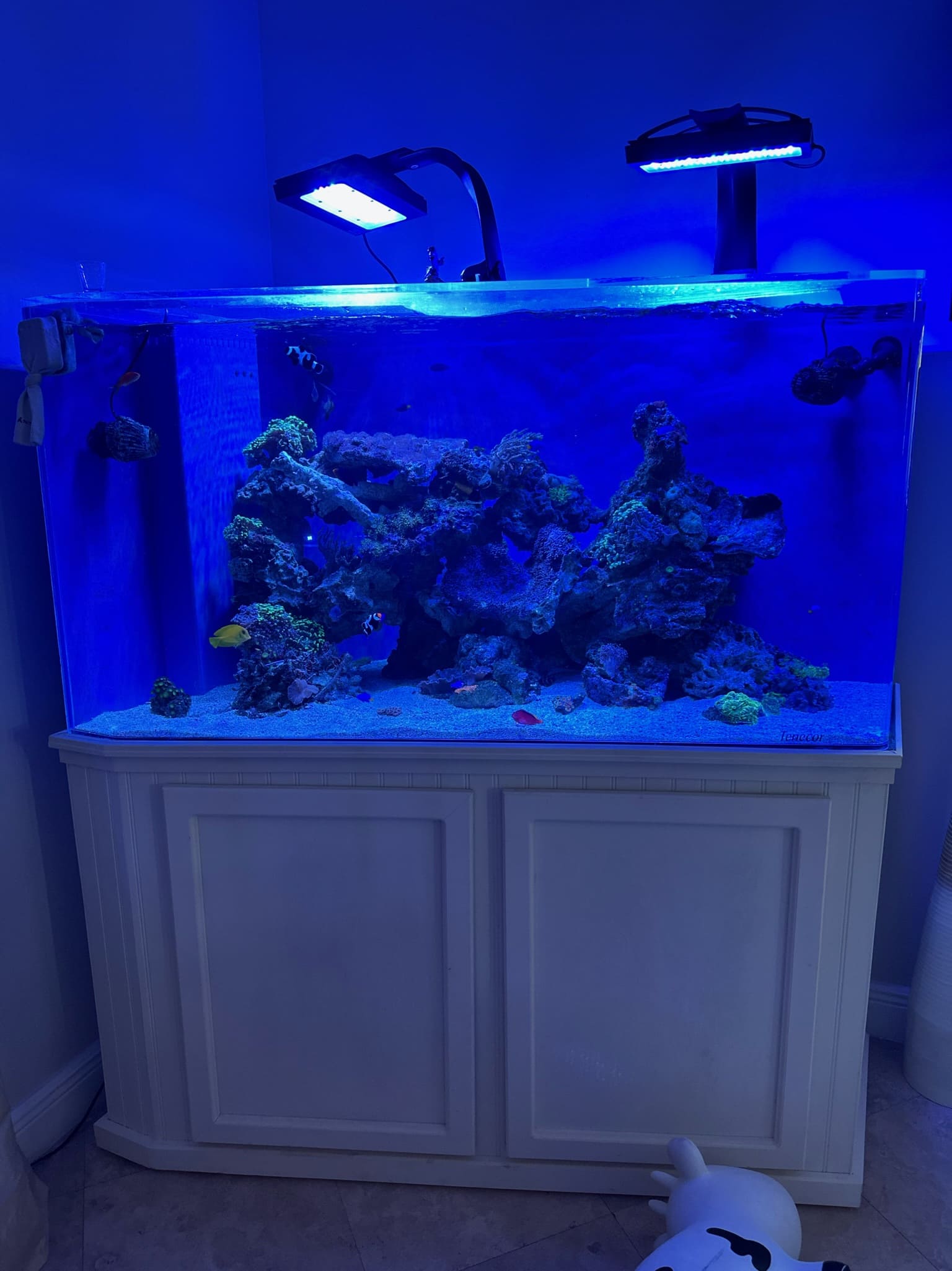 Aquarium Lighting: How to Achieve the Perfect Balance