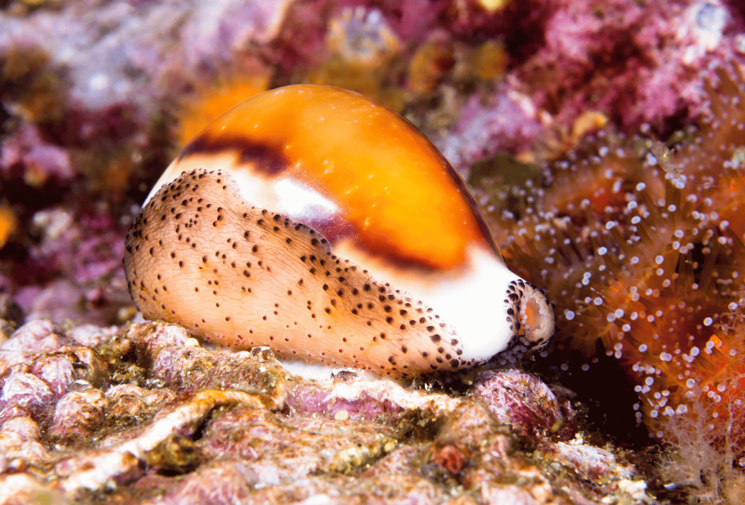 Cowrie Snails: