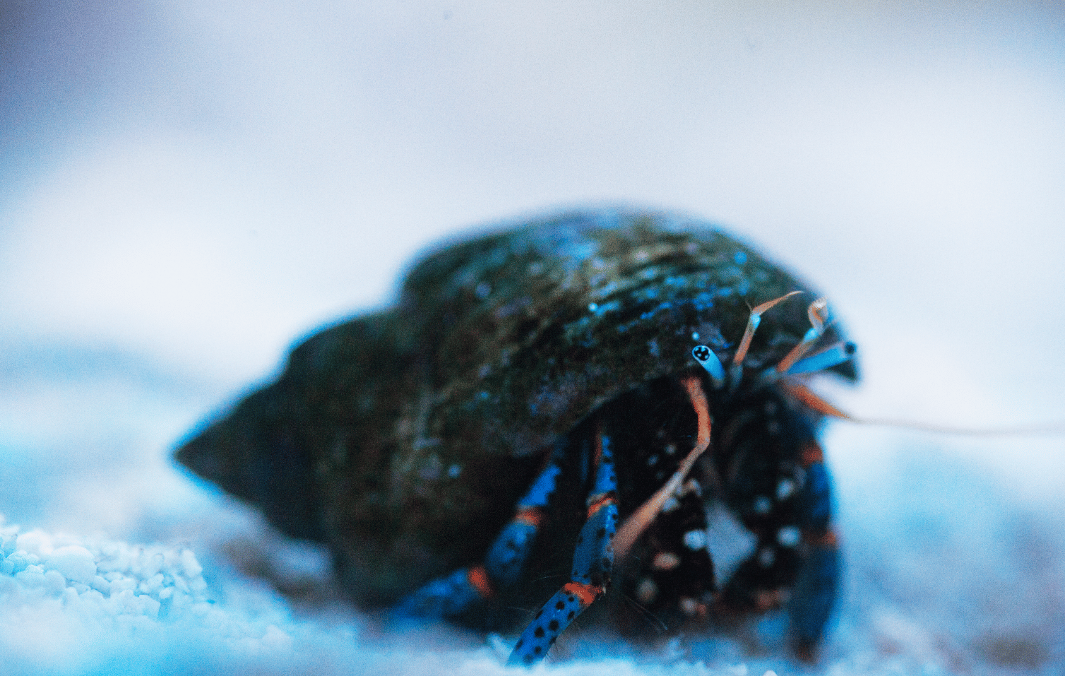 Blue Leg Hermit Crab