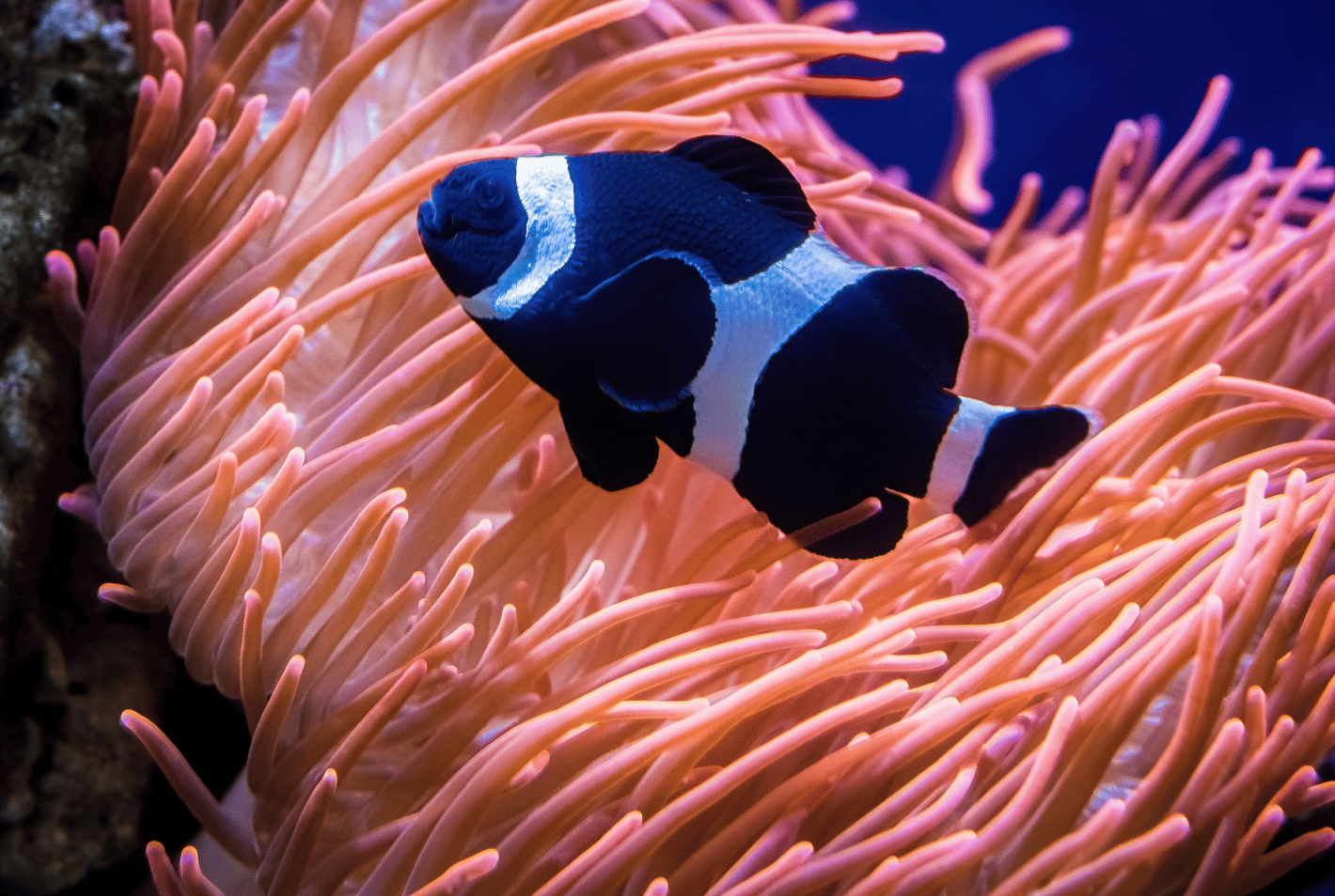 Exploring Phantom Clownfish: Common Questions Answered